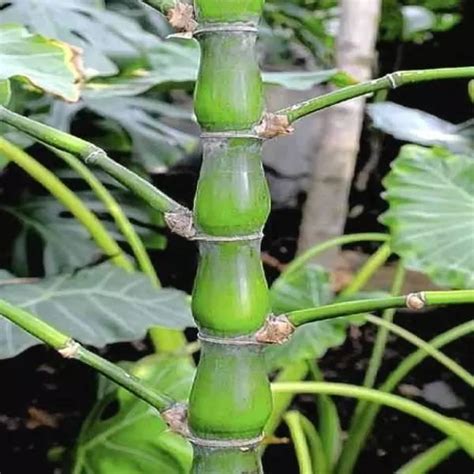 竹子的種類|26種 竹類植物 史上最全